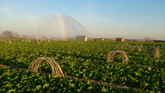 Radicchio di Chioggia IGP - campo - Sapori News 