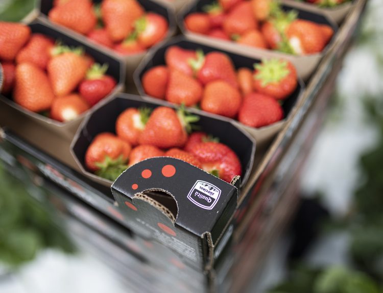 Fragole Val Venosta, deliziosi frutti dell'estate per tante ricette