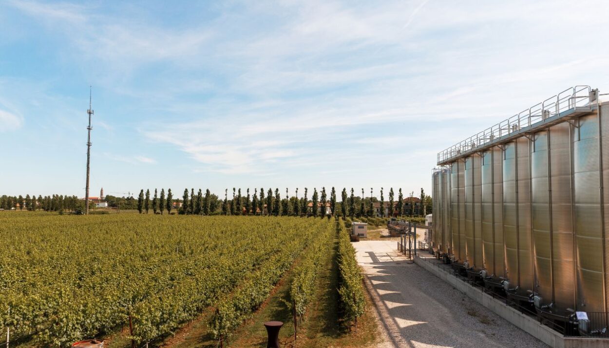 Cantina Pizzolato, dal 1991 impegnata nella produzione di vini biologici