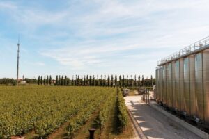 Cantina Pizzolato, dal 1991 impegnata nella produzione di vini biologici