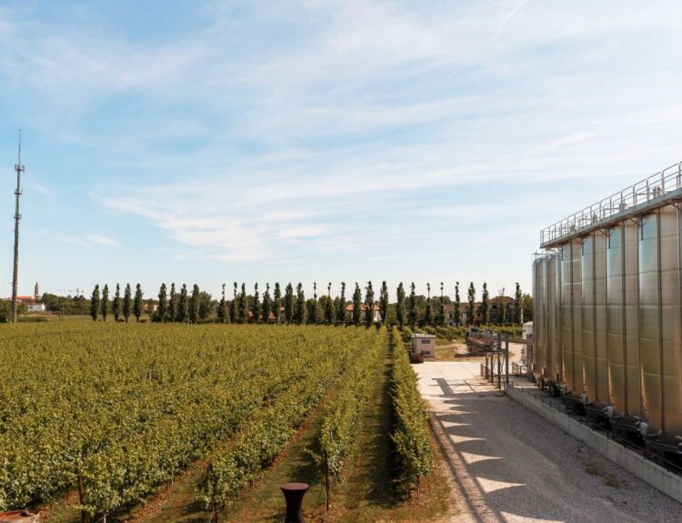 Cantina Pizzolato, dal 1991 impegnata nella produzione di vini biologici