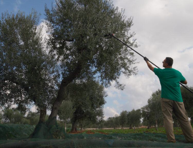 EVOLIO Expo 2025: la fiera per l'export dell' olio d’oliva italiano