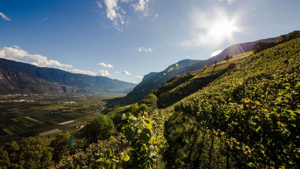 Alto Adige: riconosciute 86 nuove particelle vitivinicole - Sapori News 