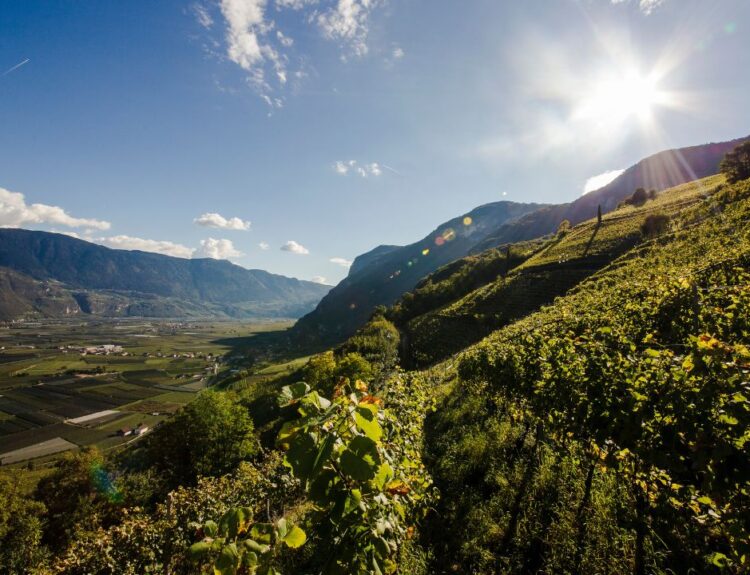 Il Ministero riconosce 86 particelle vitivinicole in Alto Adige, valorizzando il territorio e l’impegno di realtà come Cantina Kurtatsch.