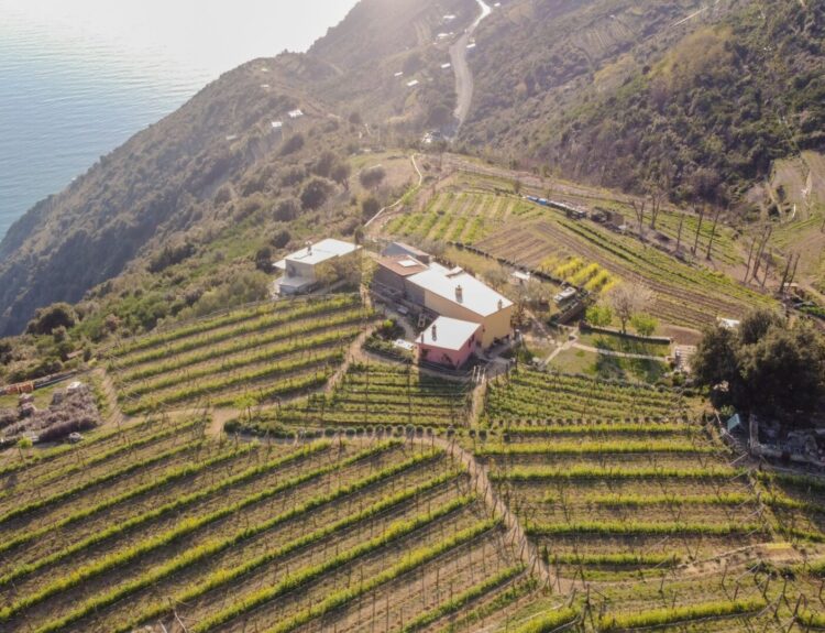 Stella di Lemmen, la realizzazione di un'azienda biodinamica nel Parco Naturale delle Cinque Terre