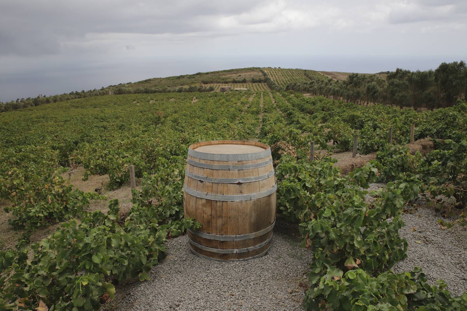 Tenute Scudieri: eccellenza vitivinicola tra Pantelleria e la Val di Chiana - Sapori News 