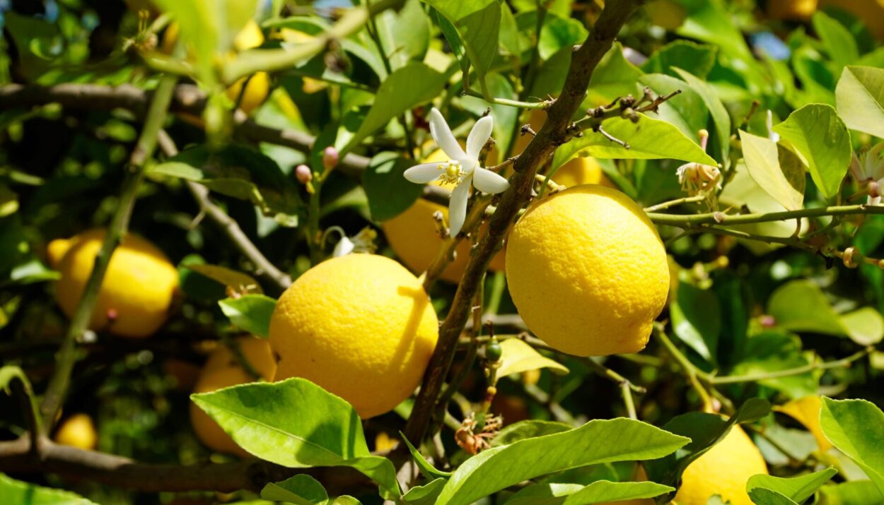 La Giornata Mondiale degli Agrumi il 17 febbraio celebra li superpoteri del limone