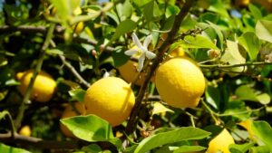 La Giornata Mondiale degli Agrumi il 17 febbraio celebra li superpoteri del limone