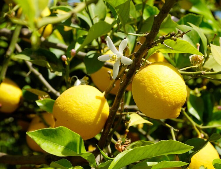 La Giornata Mondiale degli Agrumi il 17 febbraio celebra li superpoteri del limone