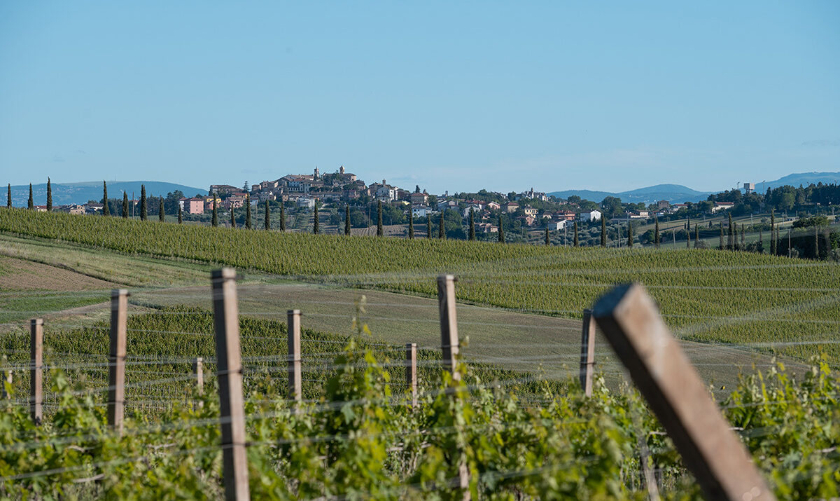 Podere Vito Cardinali, un'azienda enologica giovane dal grande futuro