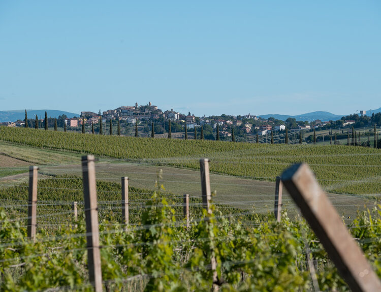 Podere Vito Cardinali, un'azienda enologica giovane dal grande futuro